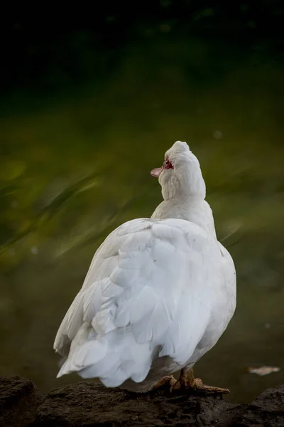 portrait of an american peking duck