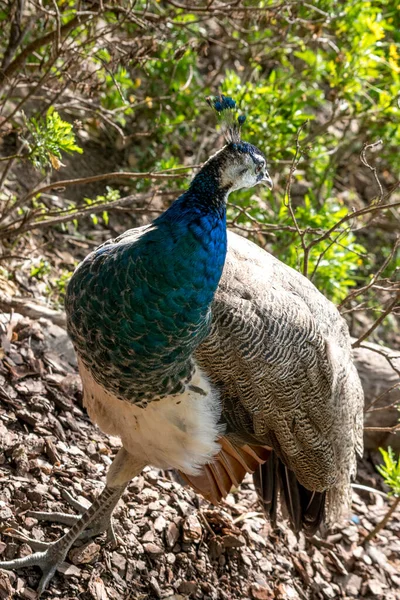 Retrato Pavão Colorido — Fotografia de Stock