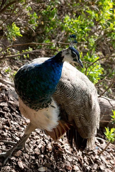 Porträt Eines Farbenfrohen Pfaus — Stockfoto