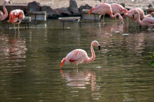 Beautiful Flamingos Lake — Stock Photo, Image