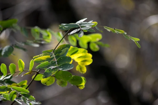 Detail Green Leaves Nature Background —  Fotos de Stock