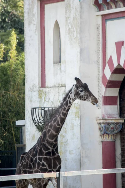 Retrato Uma Girafa Ecoparque — Fotografia de Stock