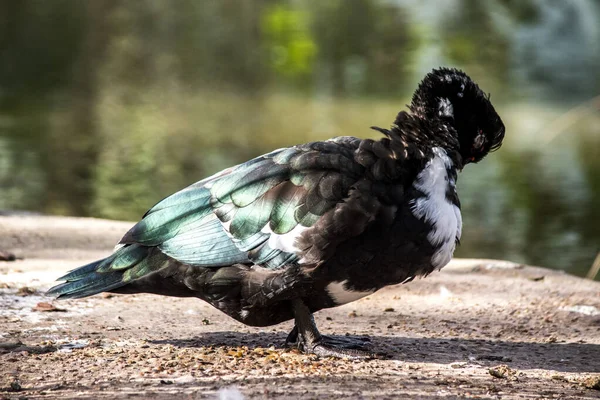 Zdjęcie Kaczki Cairina Moschata — Zdjęcie stockowe