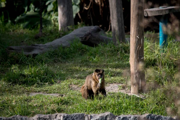 Small Monkey Buenos Aires Ecopark — Zdjęcie stockowe