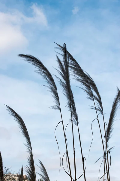 Detail Plant Cortaderia Selloana - Stock-foto