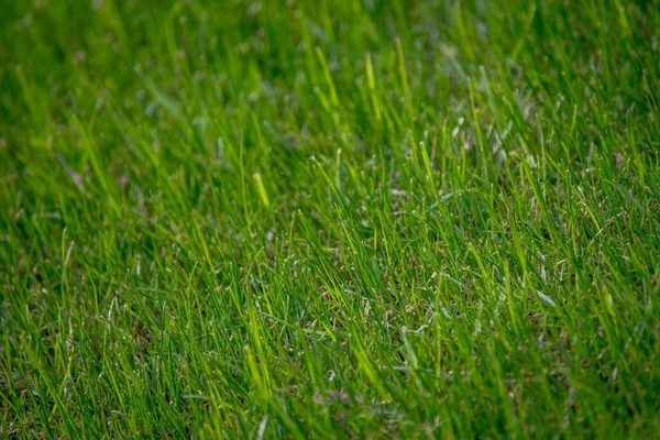 Detail Green Grass Nature Background — 图库照片