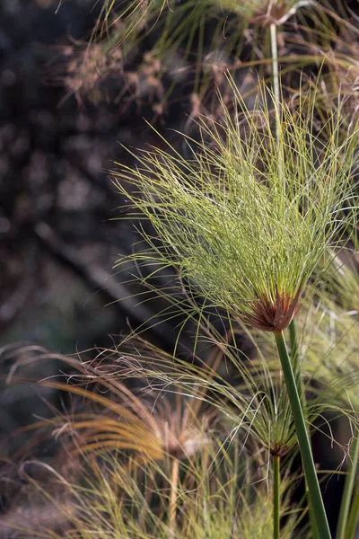 Detail Cyperus Papyrus Plant — Stock Photo, Image