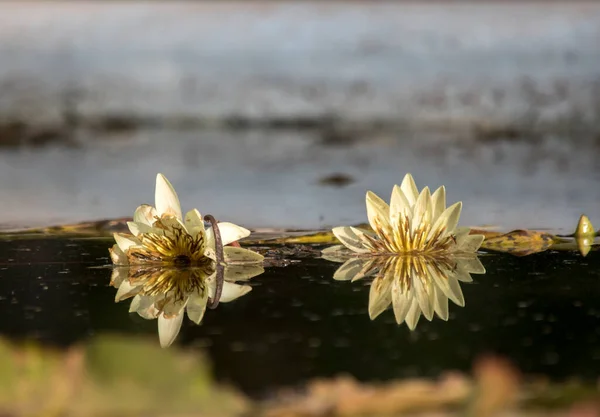 Lotus Flower Lake Nenufar — Fotografia de Stock