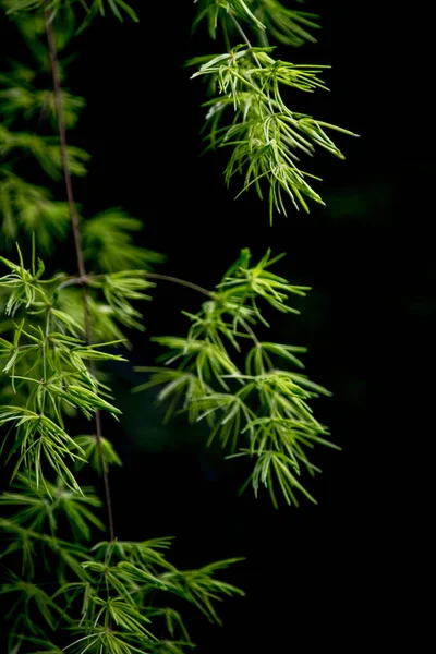 Closeup Green Plant Nature Photography —  Fotos de Stock