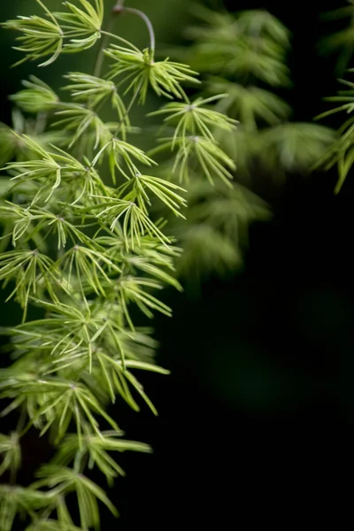 Closeup Green Plant Nature Photography — Foto Stock