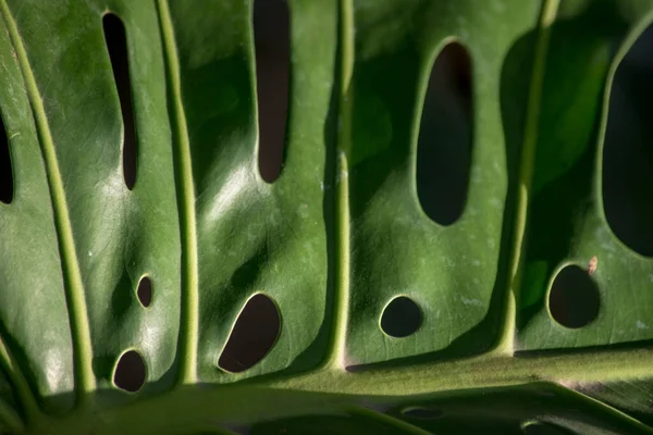 Dettaglio Della Foglia Una Monstera — Foto Stock