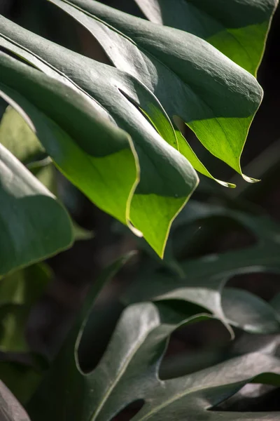 Dettaglio Della Foglia Una Monstera — Foto Stock