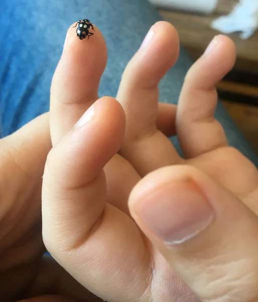 Small Ladybug Boy Hand —  Fotos de Stock