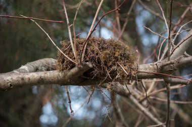 nest of a bird on the tree 
