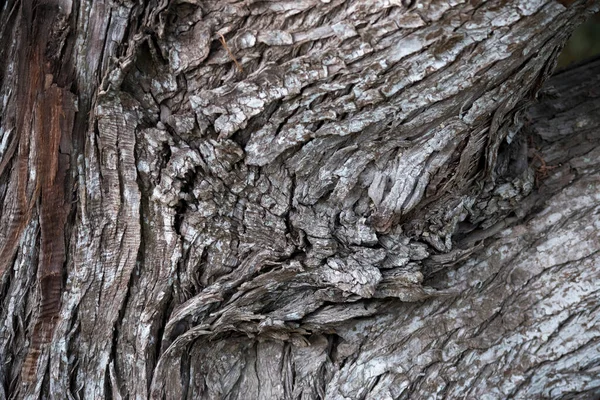 Textura Écorce Arbre — Photo