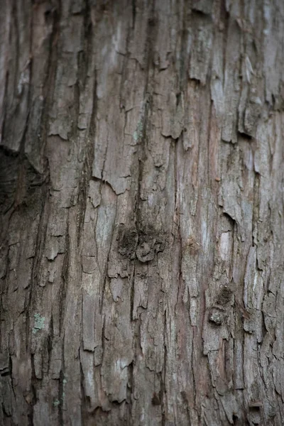 Текстура Коры Дерева — стоковое фото