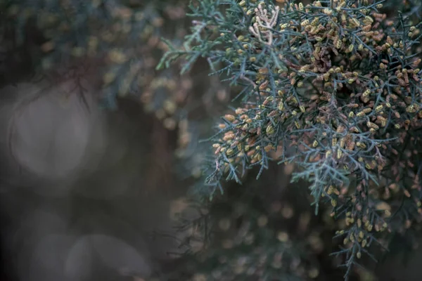 Green Leaves Pine Macro Photography — Foto Stock