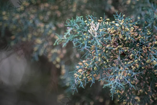 green leaves of a pine. Macro photography