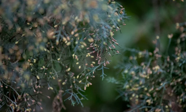 Green Leaves Pine Macro Photography — Stockfoto