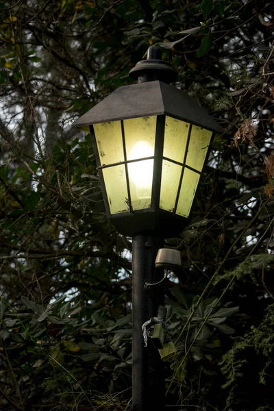 Lantern Garden Plants — Stock Photo, Image
