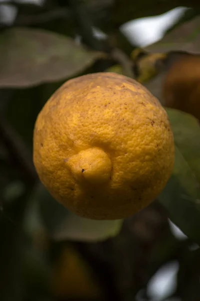 Yellow Lemmon Tree — Photo