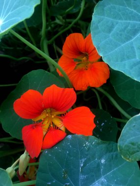 flowers of a Tropaeolum majus