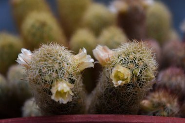 Kaktüsün beyaz çiçekleri