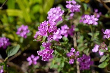 Lantana 'nın leylak çiçekleri