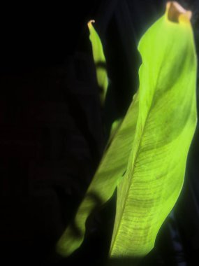 yeşil bitki yaprağı dokusu. doğa fotoğrafçılığı