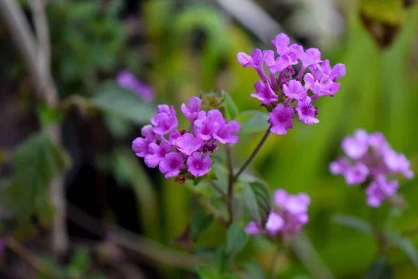 Egy Lantana Lila Virágai — Stock Fotó