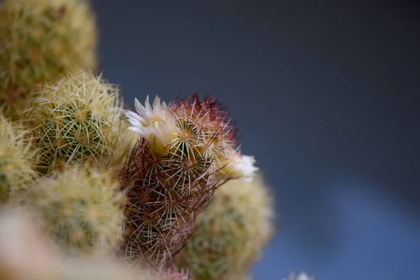 仙人掌的白色花朵 — 图库照片