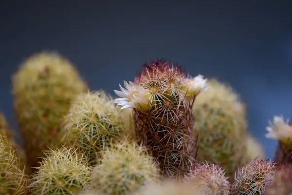 Witte Bloemen Van Een Cactus — Stockfoto