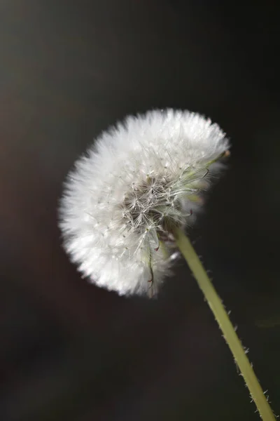 Bílá Květina Pampelišky — Stock fotografie