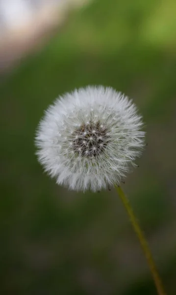 Біла Квітка Кульбаби — стокове фото