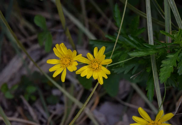 Fiori Gialli Euryops — Foto Stock