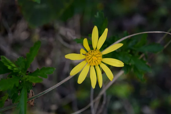 Желтые Цветы Эвриопса — стоковое фото