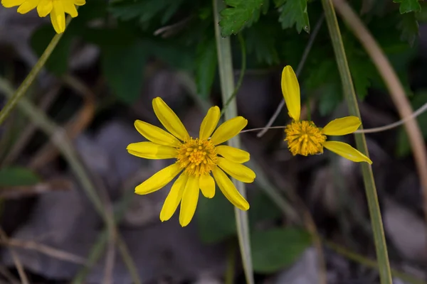 ดอกไม เหล องของ Euryops — ภาพถ่ายสต็อก