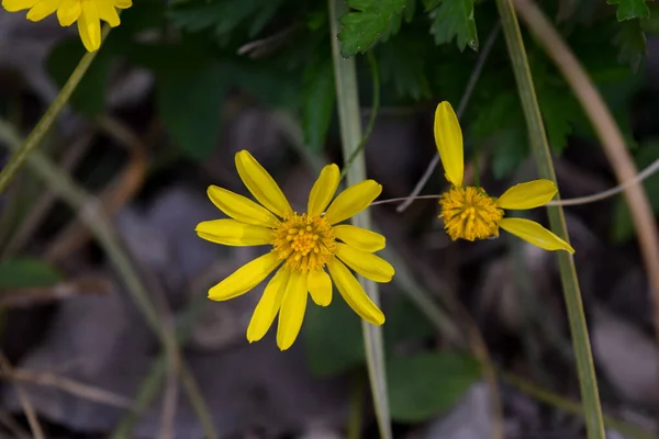 Flores Amarelas Euryops — Fotografia de Stock