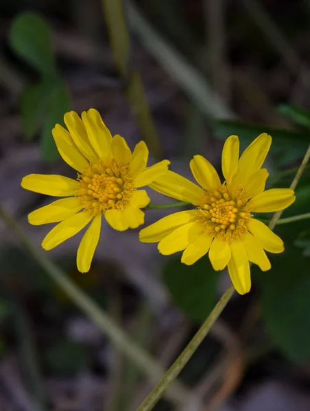 Gelbe Blüten Eines Euryops — Stockfoto