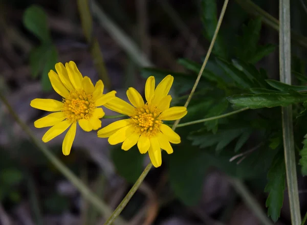 Gelbe Blüten Eines Euryops — Stockfoto