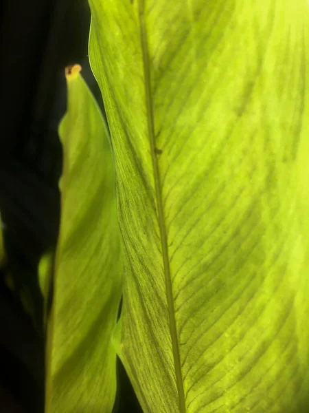 Groene Plant Blad Textuur Natuurfotografie — Stockfoto