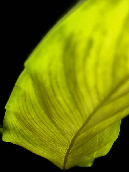 Texture Foglia Verde Della Pianta Fotografia Naturalistica — Foto Stock