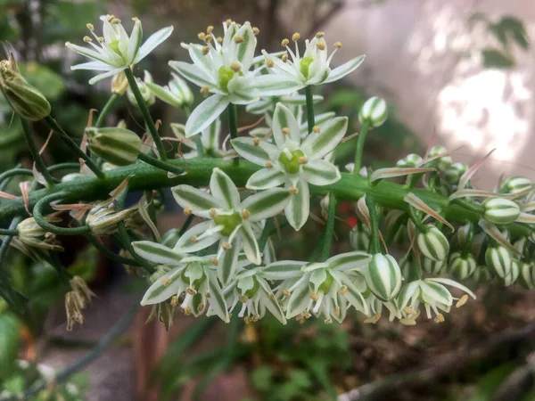 Malé Bílé Květy Albuca Bracteata — Stock fotografie