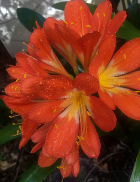 Laranjas Flores Clivia Miniata — Fotografia de Stock