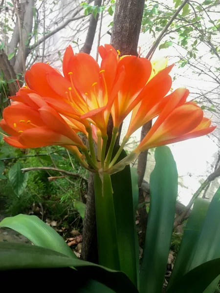 Naranjas Flores Clivia Miniata — Foto de Stock