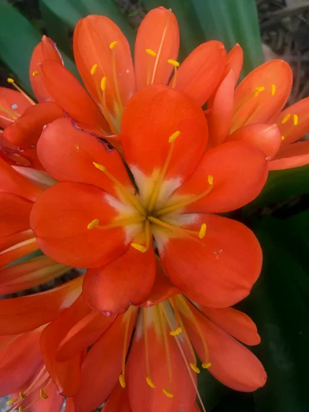 Laranjas Flores Clivia Miniata — Fotografia de Stock