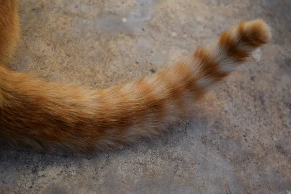 Pequeno Gato Mesa Animais Domésticos Animais Estimação — Fotografia de Stock