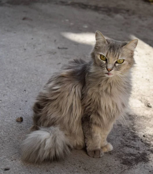 Gri Bir Kedinin Portresi — Stok fotoğraf