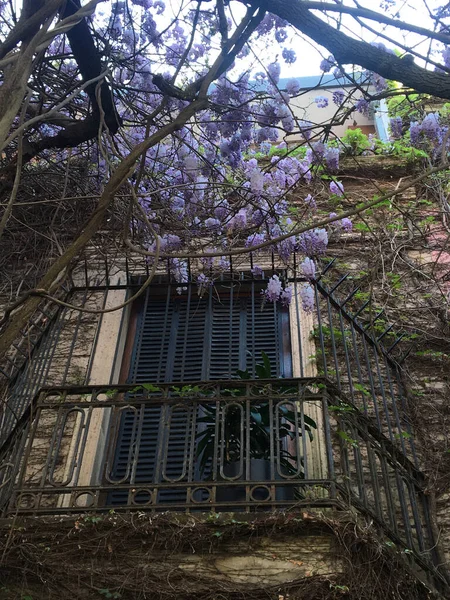 布宜诺斯艾利斯一幢房子窗户上的美丽芬芳的紫藤 — 图库照片