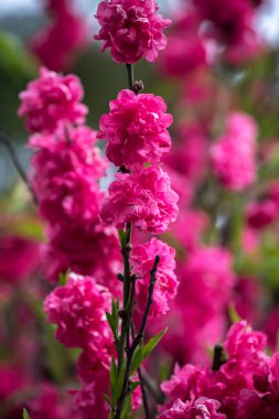 Şeftali göl kıyısında çiçek açar.